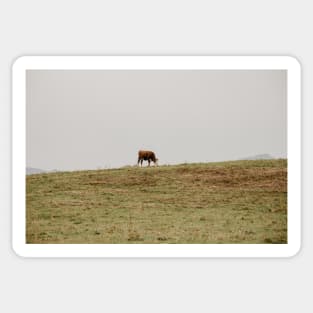 cows grazing a field Sticker